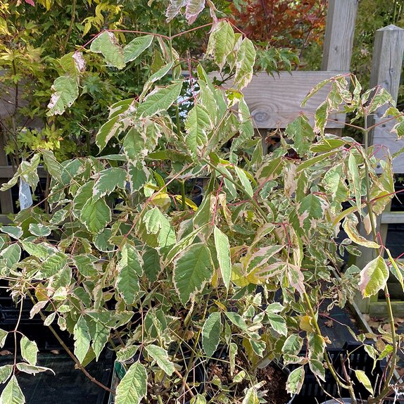 Acer neg. Flamingo
