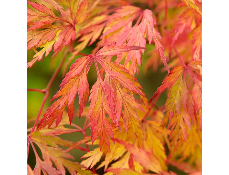 Acer palmatum Dissectum - image 2