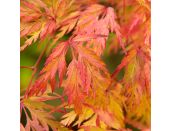 Acer palmatum Dissectum - image 2