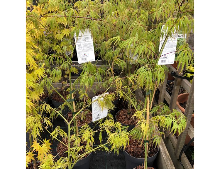 Acer palmatum Dissectum - image 1