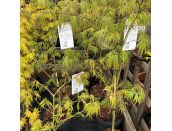 Acer palmatum Dissectum - image 1