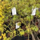 Acer palmatum 'Dissectum'