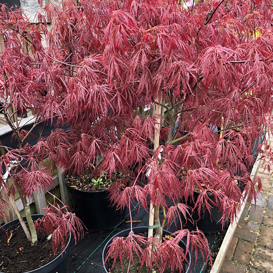 Acer Platinum Garnet