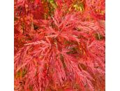 Acer palmatum Emerald Lace  - image 2