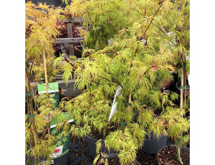 Acer palmatum Emerald Lace  - image 3