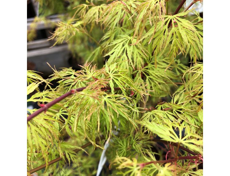 Acer palmatum Emerald Lace  - image 1