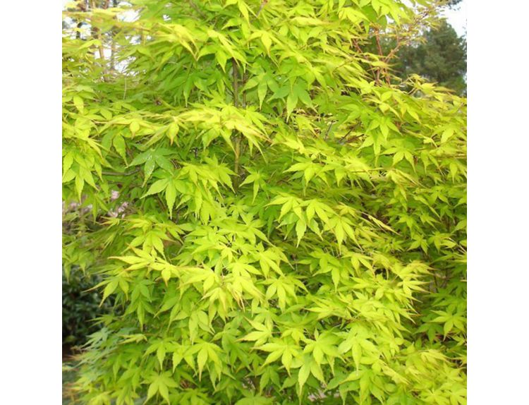 Acer palmatum Katsura - image 2