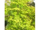 Acer palmatum Katsura - image 2