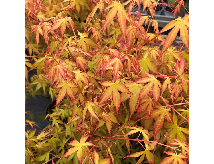Acer palmatum Katsura - image 1