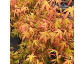 Acer palmatum Katsura - image 1