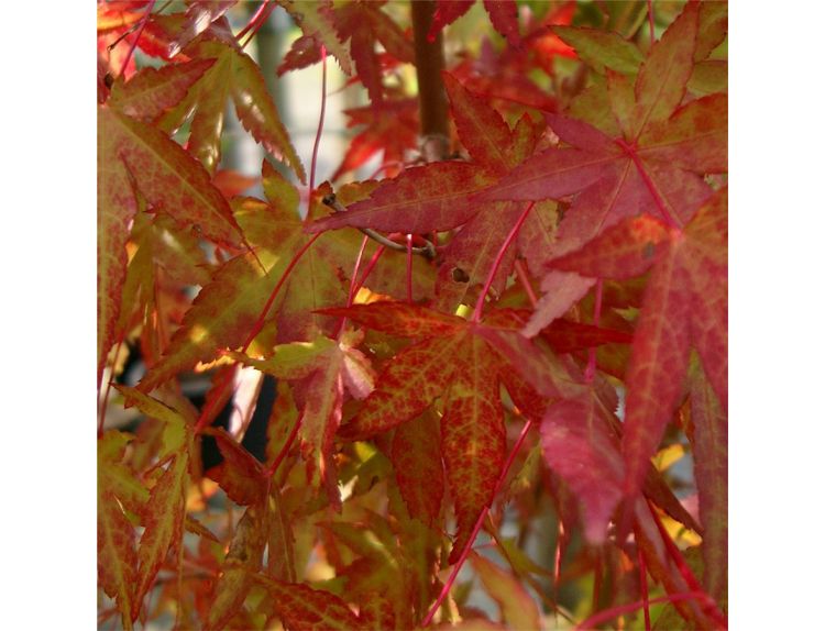 Acer palmatum Katsura - image 3