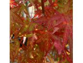 Acer palmatum Katsura - image 3