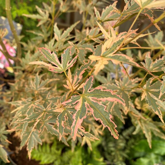 Acer palmatum 'Taylor'  - image 1