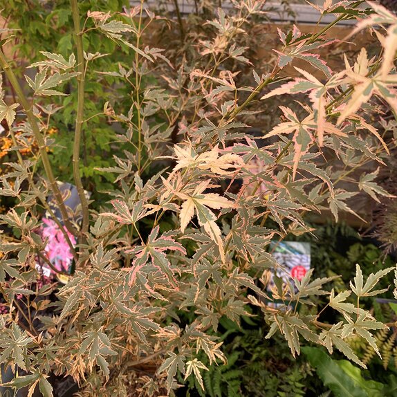 Acer palmatum 'Taylor'  - image 2