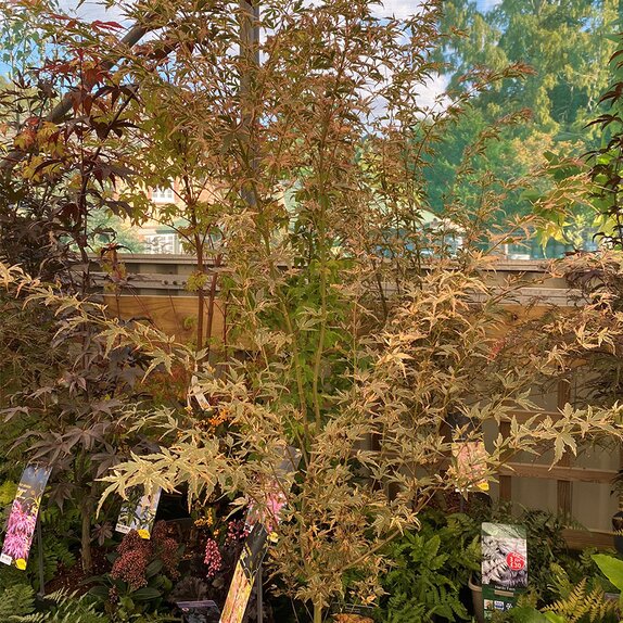 Acer palmatum 'Taylor'  - image 3