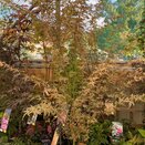 Acer palmatum 'Taylor'  - image 3