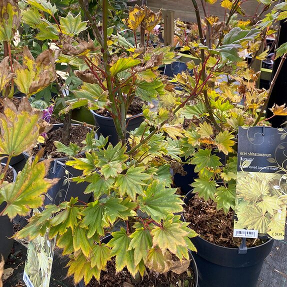 Acer shirasawanum 'Aureum'