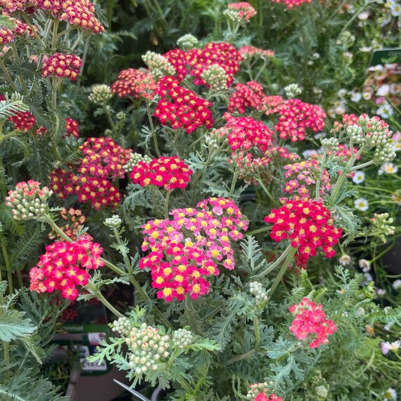 Achillea Fanal The Beacon