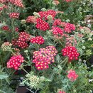 Achillea Fanal The Beacon