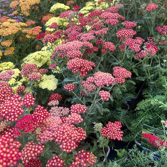 Achillea millefolium Sassy Summer 'Sangria'