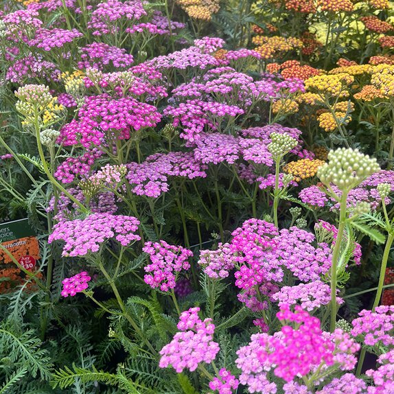 Achillea millefolium Tutti Fruitti Pink Grapefruit