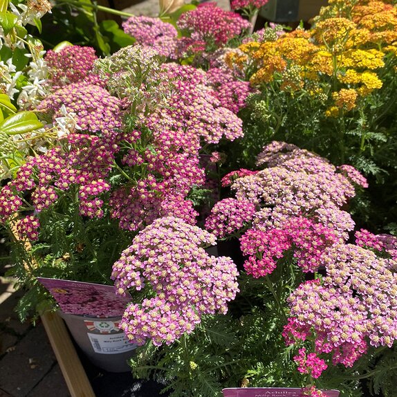 Achillea Milly Rock Rose