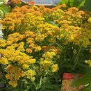 Achillea Milly Rock Yellow Terracotta