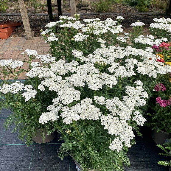 Achillea New Vintage White