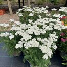 Achillea New Vintage White