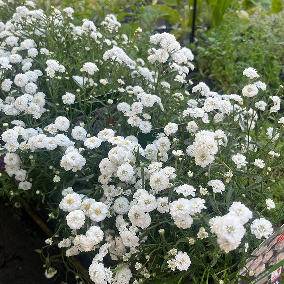 Achillea ptarmica 'Peter Cottontail'