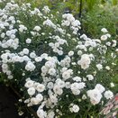 Achillea ptarmica 'Peter Cottontail'