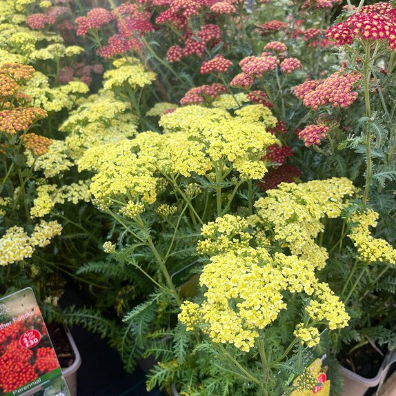 Achillea 'Summer Fruits Lemon'