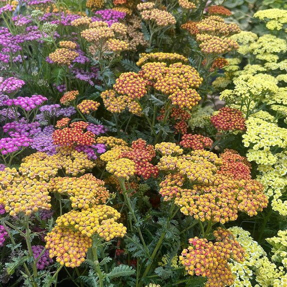 Achillea Walther Funcke