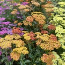 Achillea Walther Funcke