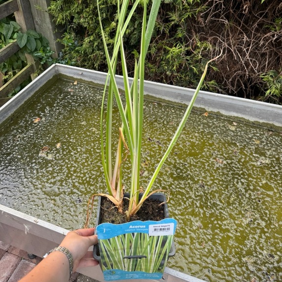 Acorus Calamus Variegata