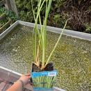 Acorus Calamus Variegata