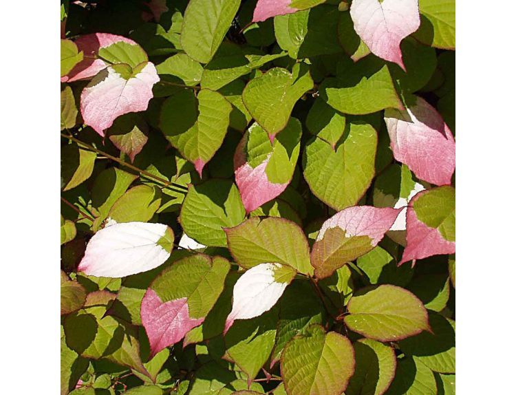 Actinidia Kolomikta
