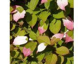 Actinidia Kolomikta
