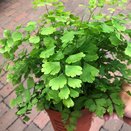 Adiantum Fragrans Maidenhair Fern 12cm pot