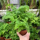 Adiantum raddi. 'Fritz-Luthi' .