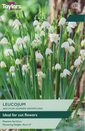 Aestivum Leucojum