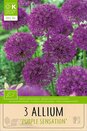 Aflatunense Purple Sensation Allium