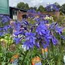 Agapanthus af. 'Stephanie's Beauty'®