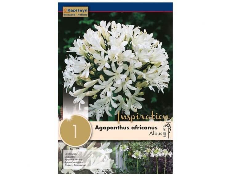 Agapanthus Africanus Albus