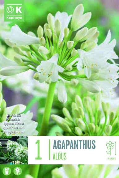 Agapanthus Africanus Albus