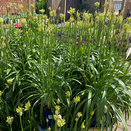 Agapanthus Amourette Superb White