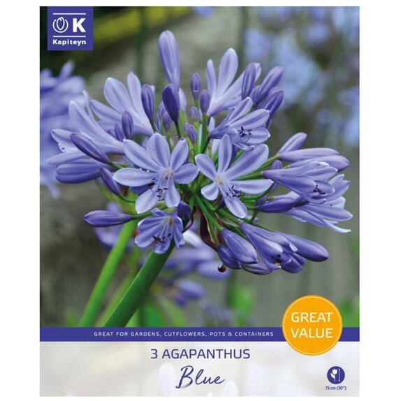  Agapanthus Blue Great Value Pack