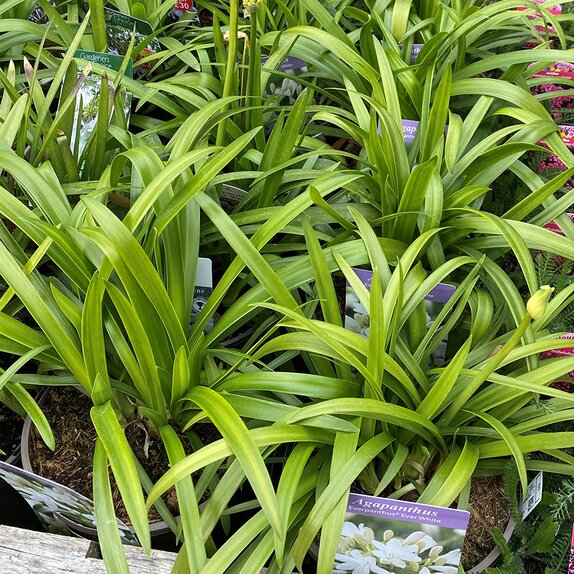 Agapanthus Ever White 2 litre pot