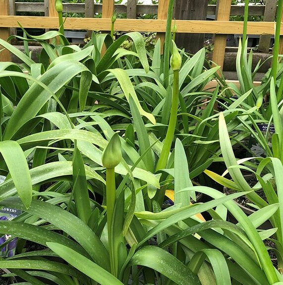 Agapanthus Fireworks - image 2