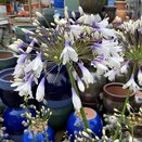 Agapanthus Fireworks